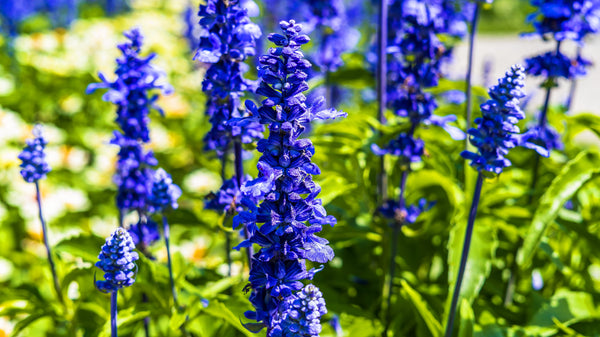 Cool Color Flower Seed Collection - Blue and Purple Blooms – Sow Right Seeds