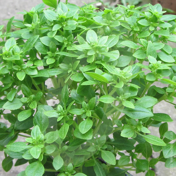 Herb Greek Basil Seeds Quality Seeds from Sow Seeds Ltd