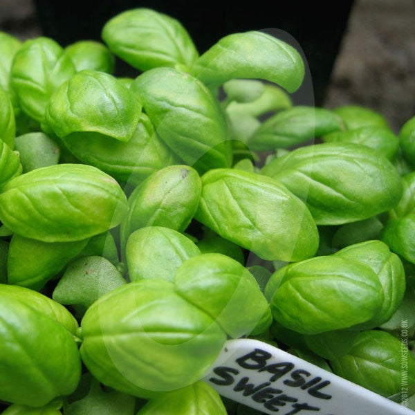 Herb Basil Sweet Genovese Seeds Quality Seeds from Sow Seeds Ltd