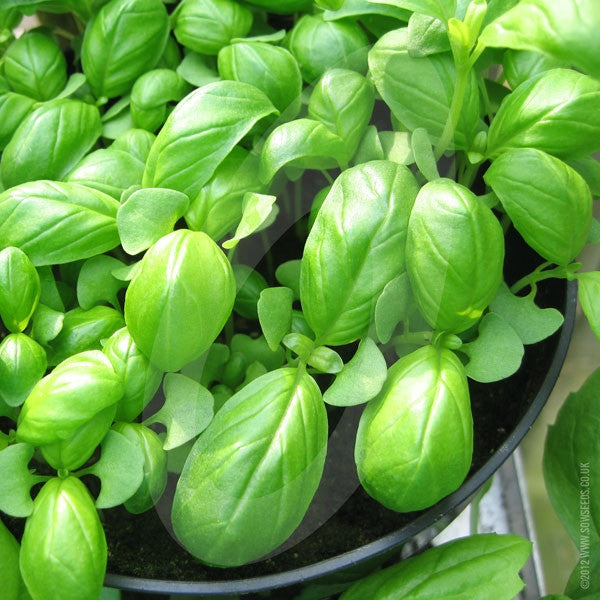 Herb Basil Sweet Genovese Seeds Quality Seeds from Sow Seeds Ltd