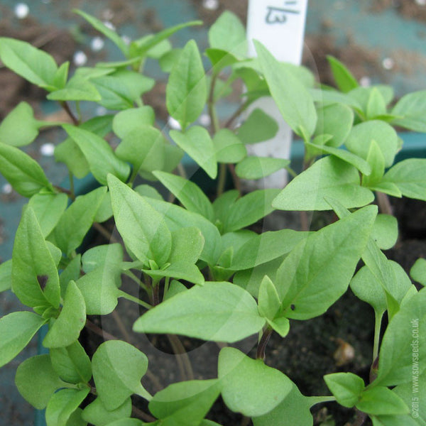 Herb Basil Sweet Thai Seeds Quality Seeds from Sow Seeds Ltd