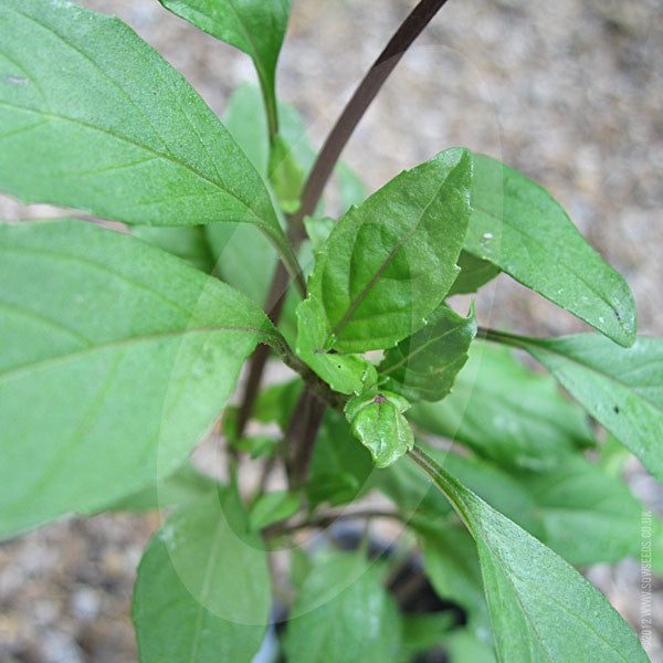 Herb Basil Sweet Thai Seeds Quality Seeds from Sow Seeds Ltd