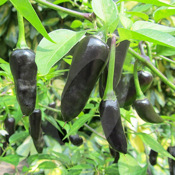Is the chilli pepper friend or foe? - BBC News