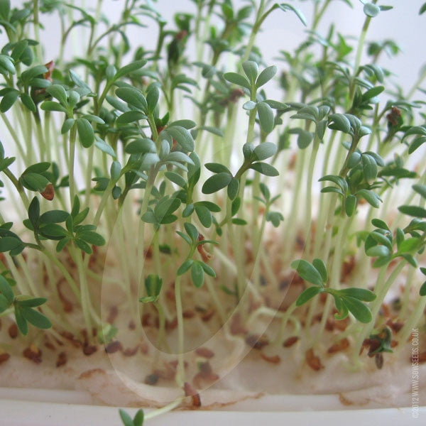 Cress Plain / Curled / Common