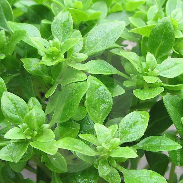 Herb Greek Basil Seeds Quality Seeds from Sow Seeds Ltd