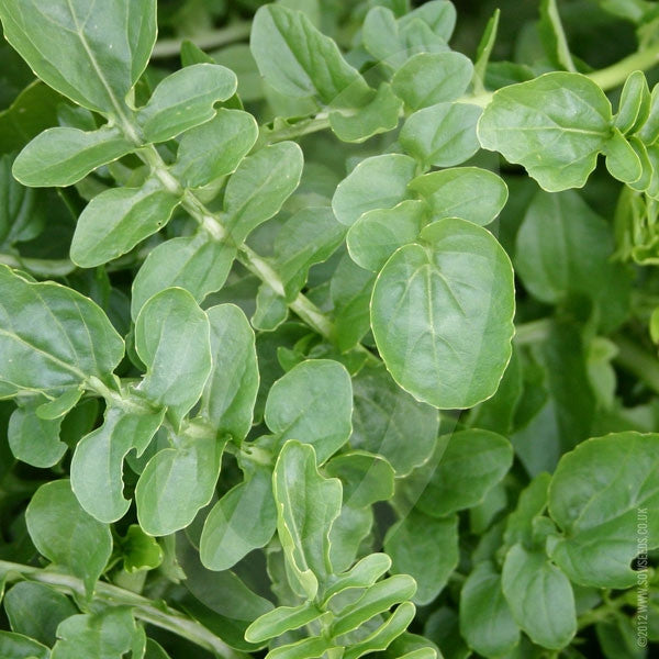 Land Cress