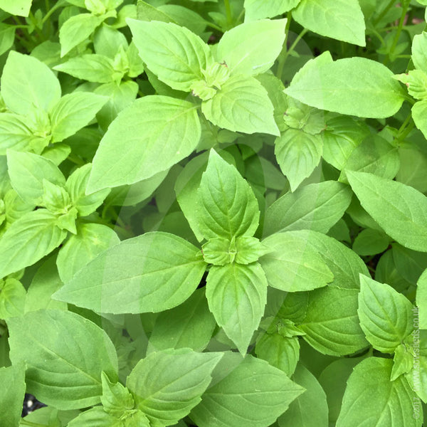 Herb Lemon Basil Seeds Quality Seeds from Sow Seeds Ltd