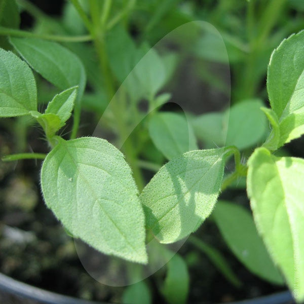 Herb Basil Lime Seeds Quality Seeds from Sow Seeds Ltd