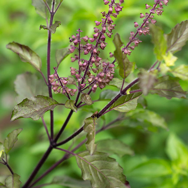 Herb Basil Holy Seeds Quality Seeds from Sow Seeds Ltd