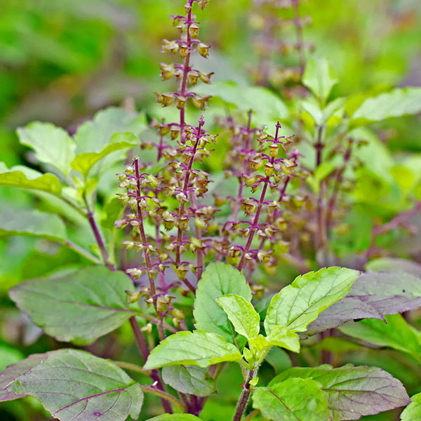 Herb Basil Holy Seeds Quality Seeds from Sow Seeds Ltd