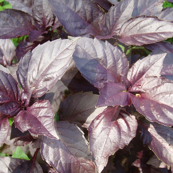 Herb Basil Red Rubin Seeds Quality Seeds from Sow Seeds Ltd