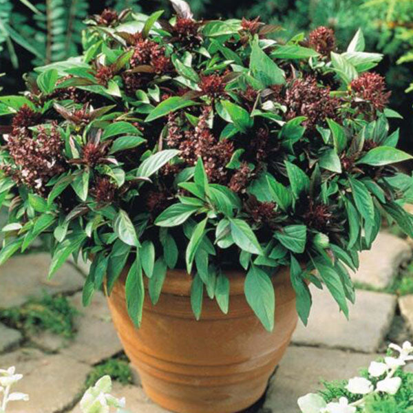 Herb Basil Siam Queen Seeds Quality Seeds from Sow Seeds Ltd