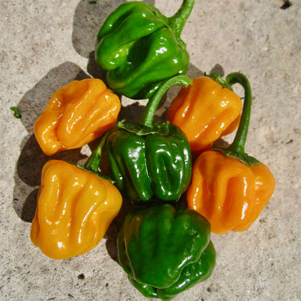 Chilli Pepper Jamaican Scotch Yellow Seeds Quality Seeds from Sow