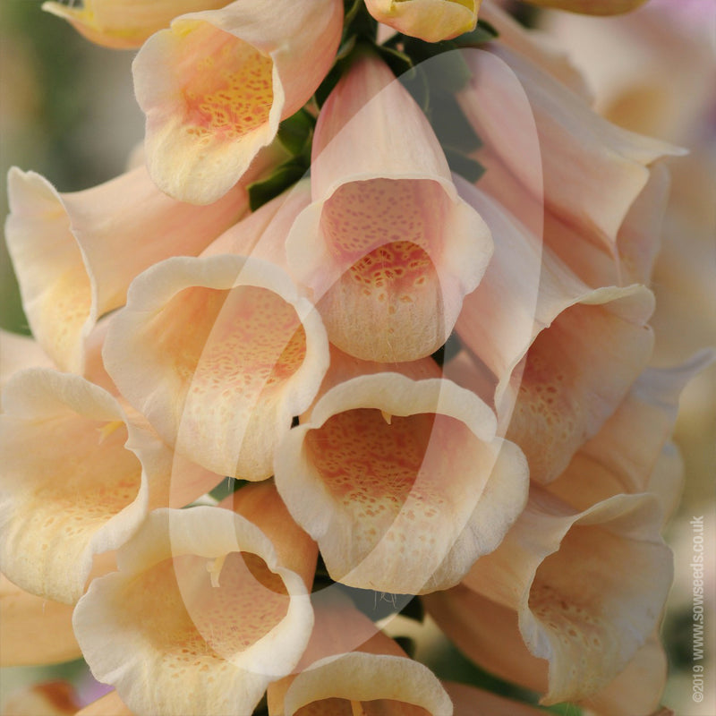 Digitalis 'dalmatian Peach' Cut Flower Seeds 