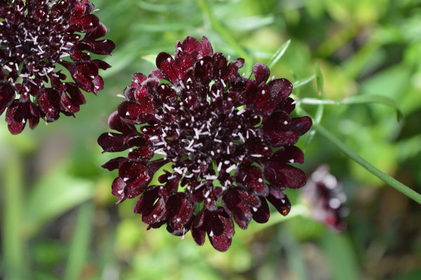 Scabiosa Atropurpurea Purple Cut Flower Seeds | Quality Seeds from Sow ...