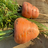 carrot oxheart vegetable seeds