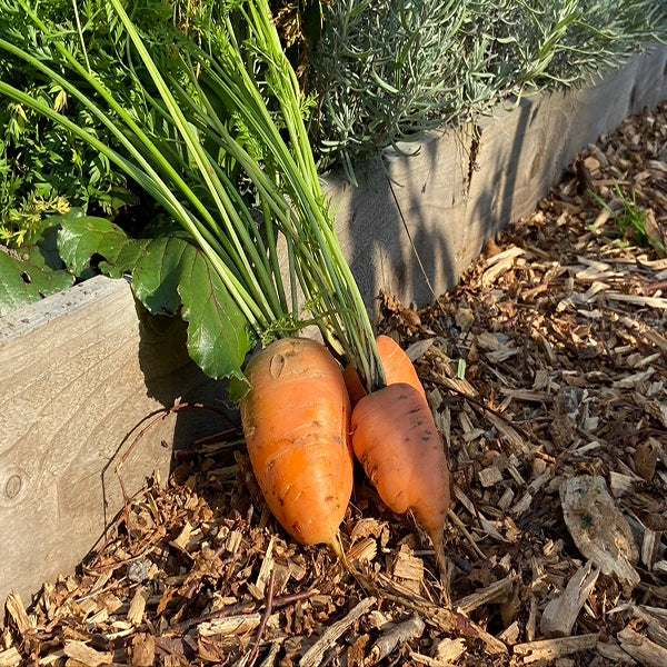 carrot oxheart vegetable seeds