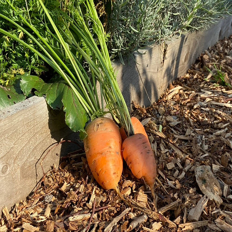 Carrot Oxheart Seeds