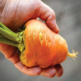 carrot oxheart vegetable seeds