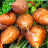 carrot oxheart vegetable seeds