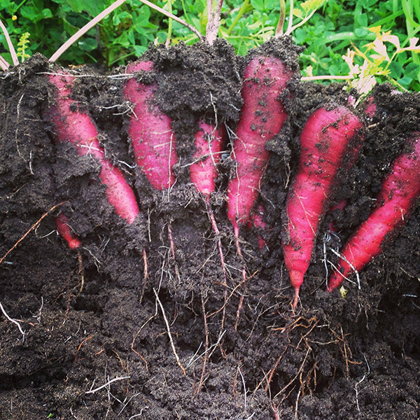 carrot purple dragon vegetable seeds