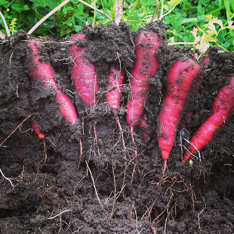 Carrot Purple Dragon Seeds