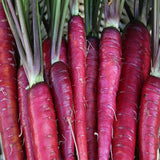 carrot purple dragon vegetable seeds