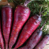 carrot purple dragon vegetable seeds