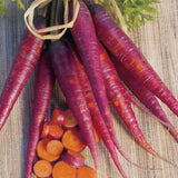 carrot purple dragon vegetable seeds