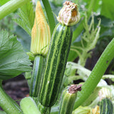 courgette latino f1 vegetable seeds