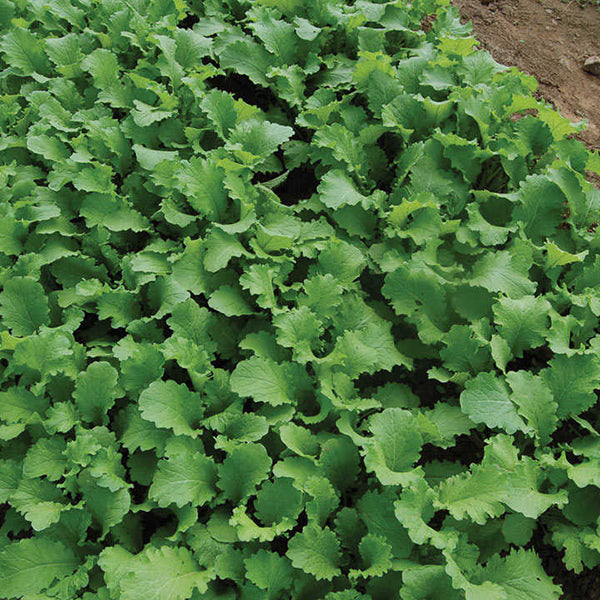 mustard green wave vegetable seeds