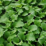 mustard green wave vegetable seeds