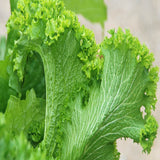 mustard green wave vegetable seeds