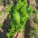 mustard green wave vegetable seeds