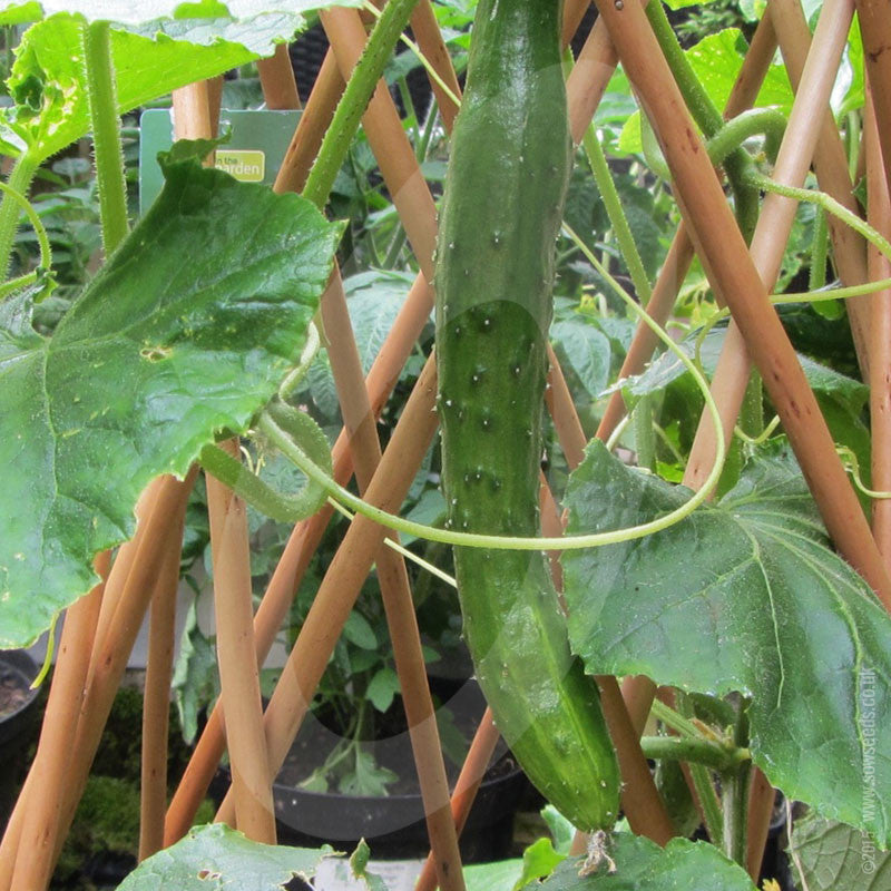 Cucumber Burpless Tasty Green F1 Seeds Quality Seeds From Sow Seeds Ltd