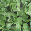 Field Beans Green Manure Seeds 