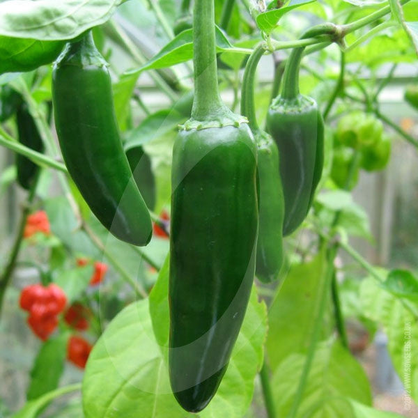 Chilli Pepper Jalapeno Seeds | Quality Seeds from Sow Seeds Ltd