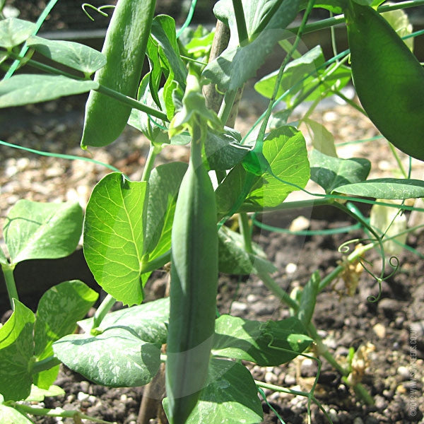 Pea Douce Provence Seeds | Quality Seeds from Sow Seeds Ltd