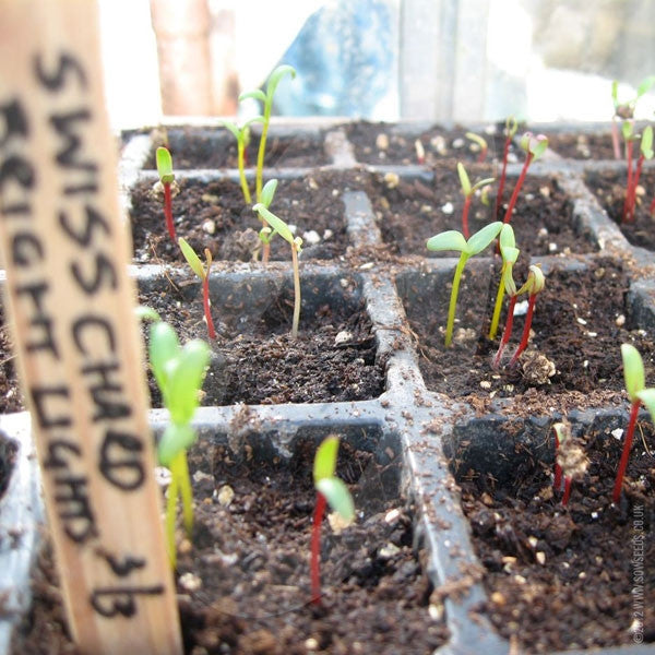 Swiss Chard Bright Lights Seeds | Quality Seeds from Sow Seeds Ltd