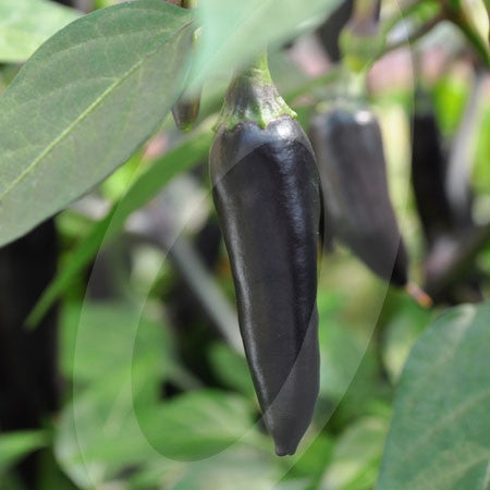 Chilli Pepper Chenzo F1 Seeds | Quality Seeds from Sow Seeds Ltd