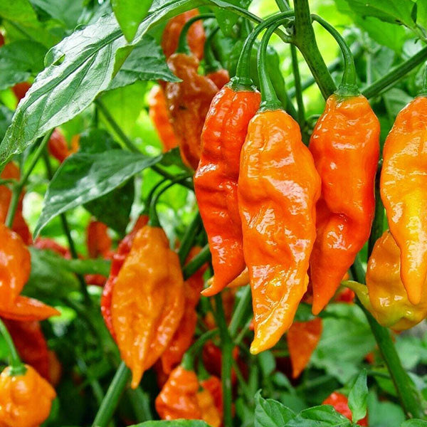 Chilli Pepper Dorset Naga Orange Seeds | Quality Seeds from Sow Seeds Ltd