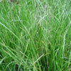 Italian Ryegrass Green Manure Seeds 