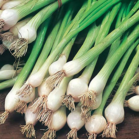 Onion Seeds - Grow your own vegetables | Sow Seeds