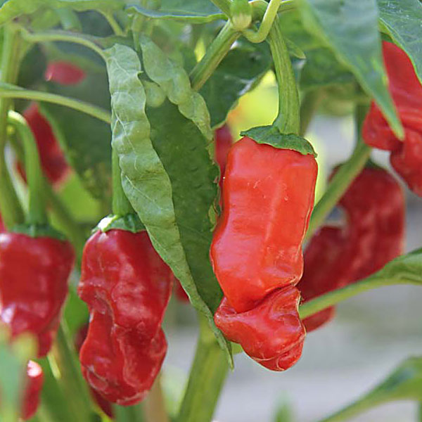 Chilli Pepper Peter Seeds | Quality Seeds from Sow Seeds Ltd