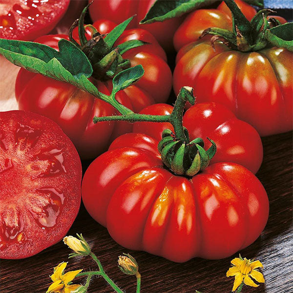 Tomato Costoluto Fiorentino Seeds | Quality Seeds from Sow Seeds Ltd