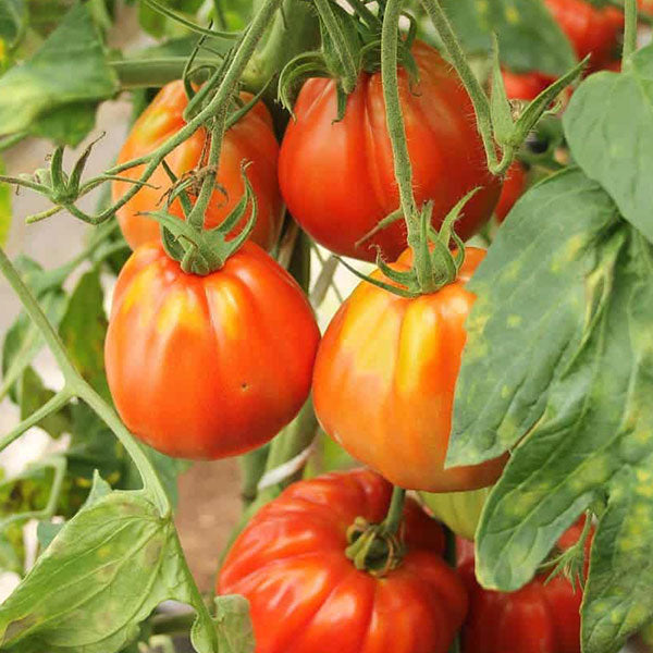 Tomato Cuore Di Bue Seeds | Quality Seeds from Sow Seeds Ltd