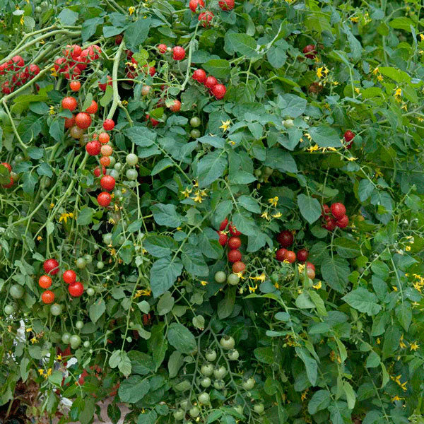 Tomato Micro Cherry Seeds | Quality Seeds from Sow Seeds Ltd