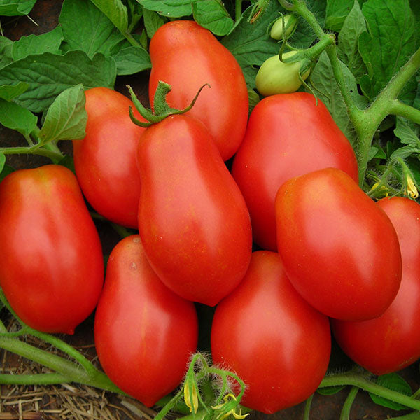 Tomato Roma VF Seeds | Quality Seeds from Sow Seeds Ltd